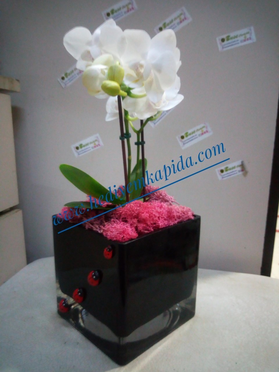 Mini Orkide Balıkesir Buse Çiçek